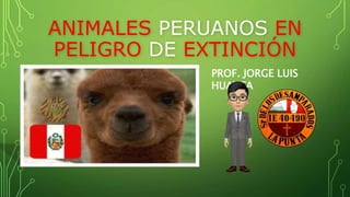 ANIMALES PERUANOS EN
PELIGRO DE EXTINCIÓN
PROF. JORGE LUIS
HUAYTA
 