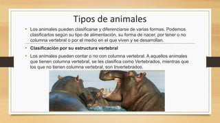 Tipos de animales
• Los animales pueden clasificarse y diferenciarse de varias formas. Podemos
clasificarlos según su tipo de alimentación, su forma de nacer, por tener o no
columna vertebral o por el medio en el que viven y se desarrollan.
• Clasificación por su estructura vertebral
• Los animales pueden contar o no con columna vertebral. A aquellos animales
que tienen columna vertebral, se les clasifica como Vertebrados, mientras que
los que no tienen columna vertebral, son Invertebrados.
 