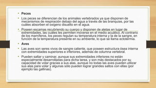 • Peces
• Los peces se diferencian de los animales vertebrados ya que disponen de
mecanismos de respiración debajo del agua a través de las branquias, por las
cuáles absorben el oxigeno disuelto en el agua.
• Poseen escamas recubriendo su cuerpo y disponen de aletas en lugar de
extremidades, las cuáles les permiten moverse en el medio acuático. Al contrario
de los mamíferos, los peces regulan su temperatura interna y la de la sangre, en
función de la temperatura presente en su ambiente, lo que se llama ectotermia.
• Aves
• Las aves son seres vivos de sangre caliente, que poseen estructura ósea interna
con extremidades superiores e inferiores, además de columna vertebral.
• Pueden saltar y caminar, aunque sus extremidades inferiores no están
especialmente desarrolladas para dicha tarea, y son más destacados por su
capacidad de volar gracias a sus alas, aunque no todas las aves pueden utilizar
sus alas para volar y algunas sólo pueden lograr grandes saltos con ellas (por
ejemplo las gallinas).
 