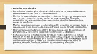 • Animales Invertebrados
• Los animales invertebrados, al contrario de los vertebrados, son aquellos que no
poseen una estructura ósea ni columna vertebral.
• Muchos de estos animales son pequeños, y disponen de conchas o caparazones
como hogar y protección, ya que resultan ser muy vulnerables. Al no estar
organizados con una estructura ósea, no es posible identificar las partes de su
cuerpo de esta forma.
• Muchas especies de animales invertebrados, están protegidos por corazas óseas o
caparazones, o bien disponiendo de una estructura externa llamada exoesqueleto.
• Representan aproximadamente el 95% de todas las especies de animales en el
planeta tierra, y no tienen la capacidad de colonización u adaptación.
• Se han adaptado a todos los medios de vida, en medios submarinos e incluso
también en medios de gran alturas. Son especies muy antiguas y de las formas de
vida presentes más numerosas en el planeta. Los seres vivos invertebrados están
conformados en grupos y clases que contienen miles de especies, como los
poríferos, cnidarios, moluscos, anélidos, equinodermos y artrópodos.
 