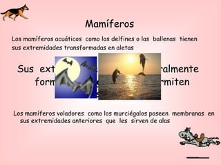 Los mamíferos voladores como los murciégalos poseen membranas en
sus extremidades anteriores que les sirven de alas
Sus extremidades tienen generalmente
forma de patas, que les permiten
desplazarse
Los mamíferos acuáticos como los delfines o las ballenas tienen
sus extremidades transformadas en aletas
Mamíferos
 