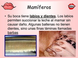 Mamíferos
• Su boca tiene labios y dientes. Los labios
permiten succionar la leche al mamar sin
causar daño. Algunas ballenas no tienen
dientes, sino unas finas láminas llamadas
barbas
 