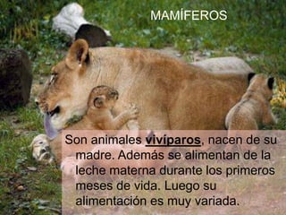 Son animales vivíparos, nacen de su
madre. Además se alimentan de la
leche materna durante los primeros
meses de vida. Luego su
alimentación es muy variada.
MAMÍFEROS
 