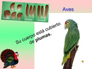Aves
 