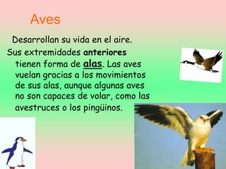 Aves
Desarrollan su vida en el aire.
Sus extremidades anteriores
tienen forma de alas. Las aves
vuelan gracias a los movimientos
de sus alas, aunque algunas aves
no son capaces de volar, como las
avestruces o los pingüinos.
 