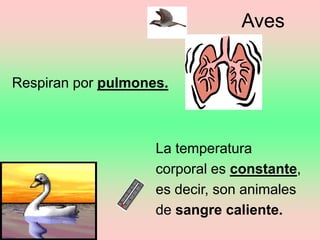 Aves
Respiran por pulmones.
La temperatura
corporal es constante,
es decir, son animales
de sangre caliente.
 