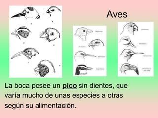 Aves
La boca posee un pico sin dientes, que
varía mucho de unas especies a otras
según su alimentación.
 