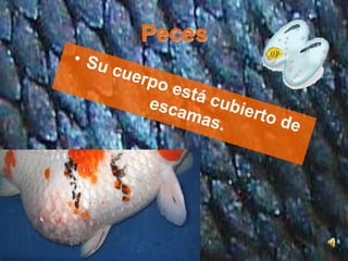 Peces
 