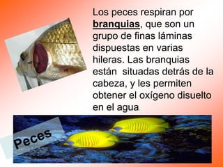 Los peces respiran por
branquias, que son un
grupo de finas láminas
dispuestas en varias
hileras. Las branquias
están situadas detrás de la
cabeza, y les permiten
obtener el oxígeno disuelto
en el agua.
 