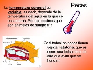 Peces
La temperatura corporal es
variable, es decir, depende de la
temperatura del agua en la que se
encuentran. Por eso decimos que
son animales de sangre fría.
Casi todos los peces tienen
vejiga natatoria, que es
como una bolsa llena de
aire que evita que se
hundan.
 