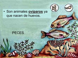 • Son animales ovíparos ya
que nacen de huevos.
PECES
 
