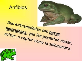 Anfibios
 