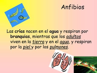 Anfibios
Las crías nacen en el agua y respiran por
branquias, mientras que los adultos
viven en la tierra y en el agua, y respiran
por la piel y por los pulmones.
 