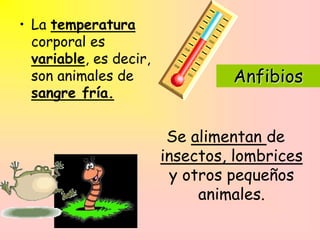 Anfibios
• La temperatura
corporal es
variable, es decir,
son animales de
sangre fría.
Se alimentan de
insectos, lombrices
y otros pequeños
animales.
 