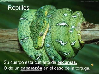 Reptiles
Su cuerpo esta cubierto de escamas.
O de un caparazón en el caso de la tortuga.
 