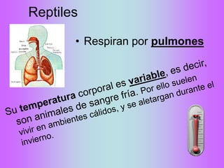 Reptiles
• Respiran por pulmones
 