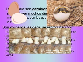 Reptiles
. La mayoría son carnívoros. En la boca
suelen tener muchos dientes, todos del
mismo tamaño, con los que retienen a sus
presas.
Son ovíparos, es decir, se reproducen por
huevos. Su fecundación es interna. El macho se
aparea con la hembra y se forman huevos
fecundados. la hembra pone los huevos sobre la
hierba o los entierra. Algunos reptiles, como la
víbora, son ovovivíparos: Los huevos se abren
dentro del cuerpo de la madre y nacen las crías
vivas.
 