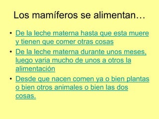Los mamíferos se alimentan…
• De la leche materna hasta que esta muere
y tienen que comer otras cosas
• De la leche materna durante unos meses,
luego varia mucho de unos a otros la
alimentación
• Desde que nacen comen ya o bien plantas
o bien otros animales o bien las dos
cosas.
 
