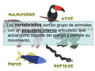 Los vertebrados son un grupo de animales
con un esqueleto interno articulado, que
actúa como soporte del cuerpo y permite su
movimiento.
 