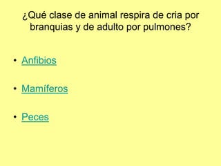¿Qué clase de animal respira de cria por
branquias y de adulto por pulmones?
• Anfibios
• Mamíferos
• Peces
 