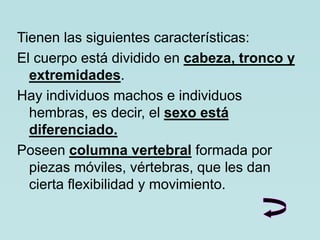 Tienen las siguientes características:
El cuerpo está dividido en cabeza, tronco y
extremidades.
Hay individuos machos e individuos
hembras, es decir, el sexo está
diferenciado.
Poseen columna vertebral formada por
piezas móviles, vértebras, que les dan
cierta flexibilidad y movimiento.
 