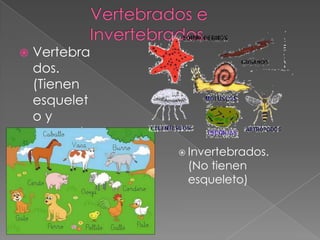   Vertebra
    dos.
    (Tienen
    esquelet
    oy
    concret
    amente       Invertebrados.
    columna      (No tienen
    vertebral    esqueleto)
    )
 