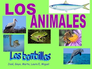 Los bombillas LOS ANIMALES José, Goyo, Marta, Laura E, Miguel 
