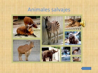 Animales salvajes
 