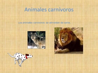Animales carnívoros
Los animales carnívoros se alimentan de carne.
 