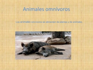 Animales omnívoros
Los animales omnívoros se alimentan de plantas y de animales.
 