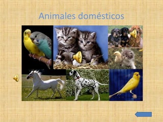 Animales domésticos
 