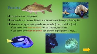 Peces
 Los peces son ovíparos
 Nacen de un huevo, tienen escamas y respiran por branquias
 Viven en el agua que puede ser salada (mar) o dulce (río):
Los peces que viven en el río son las truchas, las carpas,…
Los peces que viven en el mar son el atún, el pez globo, la raya,...
 