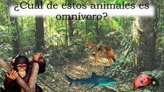 ¿Cuál de estos animales es
omnívoro?
 
