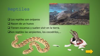 Reptiles
 Los reptiles son ovíparos
 Nacen de un huevo
 Tienen escamas y suelen vivir en la tierra.
Son reptiles las serpientes, los cocodrilos,…
 