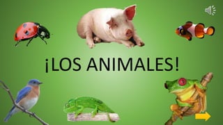 ¡LOS ANIMALES!
 