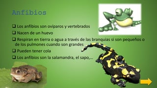 Anfibios
 Los anfibios son ovíparos y vertebrados
 Nacen de un huevo
 Respiran en tierra o agua a través de las branquias si son pequeños o
de los pulmones cuando son grandes
 Pueden tener cola
 Los anfibios son la salamandra, el sapo,…
 