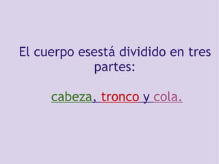     El cuerpo esestá dividido en tres partes:     cabeza ,  tronco  y  cola.       