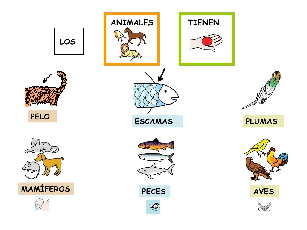 Los animales 1