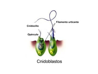 Filamento urticante
Cnidocilio


Opérculo




        Cnidoblastos
 