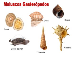 Coña   Bígaro



Lapa




                                      Cañaílla
       Liebre de mar
                       Turritella
 