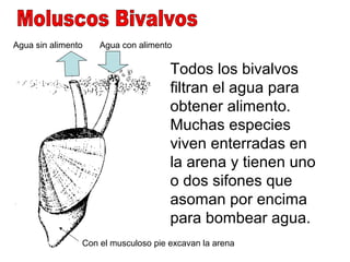 Agua sin alimento   Agua con alimento

                                     Todos los bivalvos
                                     filtran el agua para
                                     obtener alimento.
                                     Muchas especies
                                     viven enterradas en
                                     la arena y tienen uno
                                     o dos sifones que
                                     asoman por encima
                                     para bombear agua.
                Con el musculoso pie excavan la arena
 