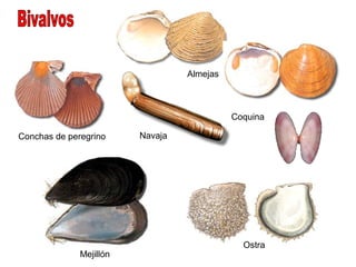 Almejas



                                            Coquina

Conchas de peregrino     Navaja




                                              Ostra
              Mejillón
 