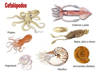 Calamar y pota


  Pulpos


                        Sepia, jibia o choco




Argonauta              Ammonites (fósiles)
            Nautilus
 