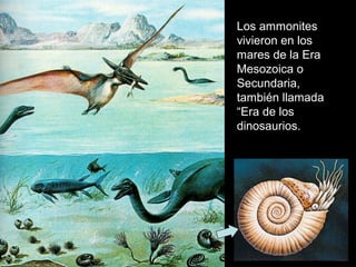 Los ammonites
vivieron en los
mares de la Era
Mesozoica o
Secundaria,
también llamada
“Era de los
dinosaurios.
 