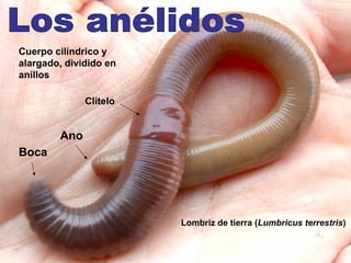 Cuerpo cilíndrico y
alargado, dividido en
anillos

              Clitelo


        Ano
Boca




                        Lombriz de tierra (Lumbricus terrestris)
 