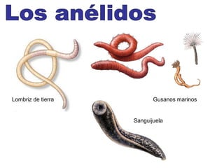 Lombriz de tierra          Gusanos marinos


                    Sanguijuela
 