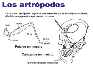 La palabra “artrópodo” significa que tienen las patas articuladas, es decir,
dividida en segmentos que pueden moverse.


         Fémur
Coxa



                   Tibia
                                  Tarso
  Trocánter

        Pata de un insecto

               Cabeza de un insecto

                   Apéndices bucales articulados
 