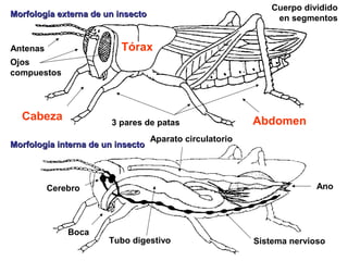 Cuerpo dividido
Morfología externa de un insecto                               en segmentos


Antenas                   Tórax
Ojos
compuestos




  Cabeza                3 pares de patas                  Abdomen
                                   Aparato circulatorio
Morfología interna de un insecto




          Cerebro                                                       Ano




              Boca
                       Tubo digestivo                     Sistema nervioso
 