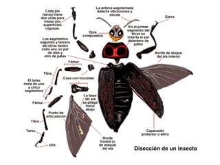 Disección de un insecto
 