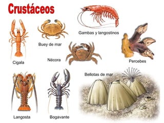 Gambas y langostinos

           Buey de mar


               Nécora                              Percebes
Cigala

                              Bellotas de mar




Langosta        Bogavante
 